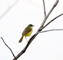 Yellow bellied Prinia (Prinia flaviventris) on a branch, in nature
