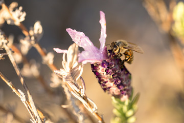 Honey bee on a lavender flower