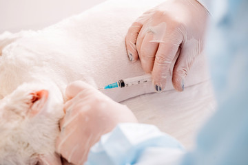 Veterinarian giving injection to cat at vet clinic.