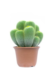 Eriocactus leninghausii, Cactus