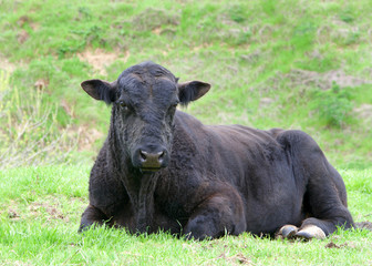 Black cow laying in green grass looking directly at viewer.
