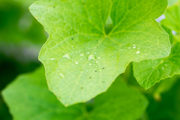 yong melon seeding damage by insect