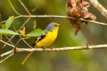 Beautiful female of Scarlet Minivet bird (Pericrocotus speciosus) perching on a branch at North Thailand