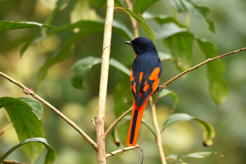 Beautiful female of Scarlet Minivet bird (Pericrocotus speciosus) perching on a branch at North Thailand