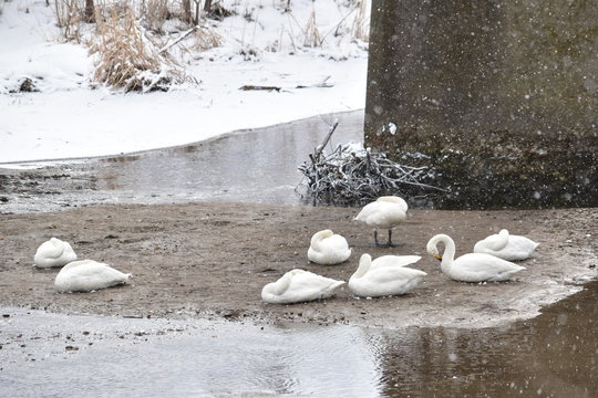 吹雪の日に橋の下で休む白鳥たち