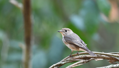 Beautiful colored bird, Asian Brown Flycatcher bird of Thailand