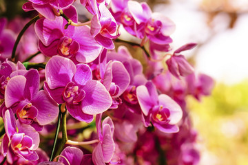 Obraz na płótnie Canvas Pink orchid flower blossom in a garden