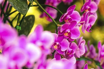 Photo sur Plexiglas Orchidée Fleur d& 39 orchidée rose dans un jardin