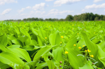 Field of herbs with big leaves and little yellow flowers