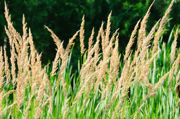 Fluffy yellow herbs in forest at summer sunny day