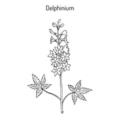 Alpine delphinium Delphinium elatum , or candle larkspur - ornamental and medicinal plant