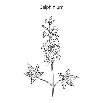 Alpine delphinium Delphinium elatum , or candle larkspur - ornamental and medicinal plant