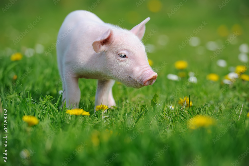 Wall mural Piglet