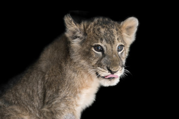 Fototapeta na wymiar Lion cub on black background