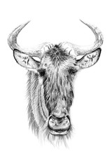 Portrait of widebeest drawn by hand in pencil