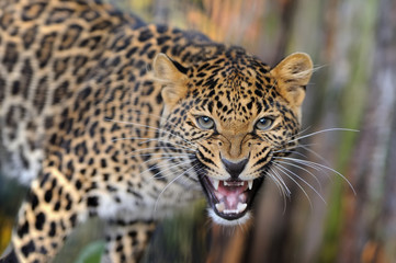 Obraz na płótnie Canvas Leopard in nature