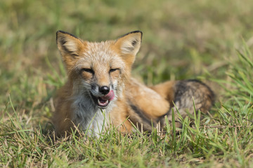 Naklejka na ściany i meble Red fox in nature (Vulpes vulpes)