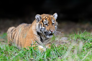 Tiger cub in grass