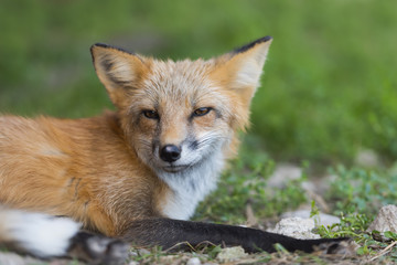 Red fox in nature (Vulpes vulpes)