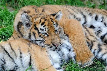 Tiger cub in grass