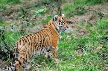 Naklejka na ściany i meble Tiger cub in grass