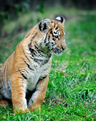 Fototapeta na wymiar Tiger cub in grass