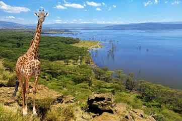 Fototapeta premium Close giraffe in National park of Kenya