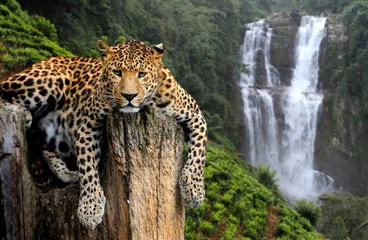 Foto auf Acrylglas Leopard auf Wasserfallhintergrund © byrdyak