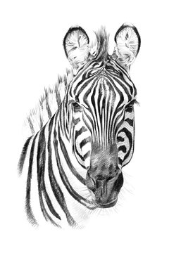 Portrait of zebra drawn by hand in pencil