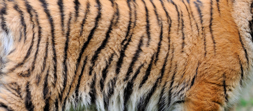 Tiger cub in grass