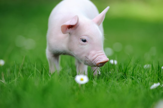 Young pig on grass