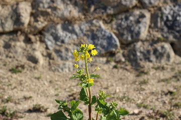 菜の花
