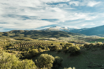 Panoramic view over olive trees and Sierra Nevada,Spain