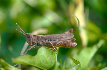 grasshopper on leaf