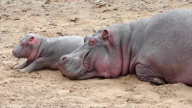 A WILD Mother and Baby Hippopotamus Sleep on the Bank of the Mara River in the Masai Mara, Kenya, Africa. Adorable interaction between cute baby hippo and his mom.