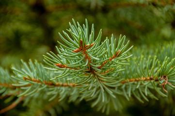 Branches of conifers