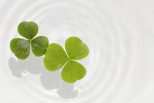 clover leaf and white ripple background