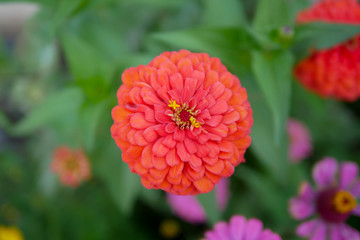 Beautiful red zinnia flower 