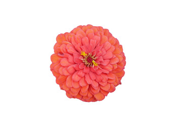 Beautiful red zinnia flower in white isolated background