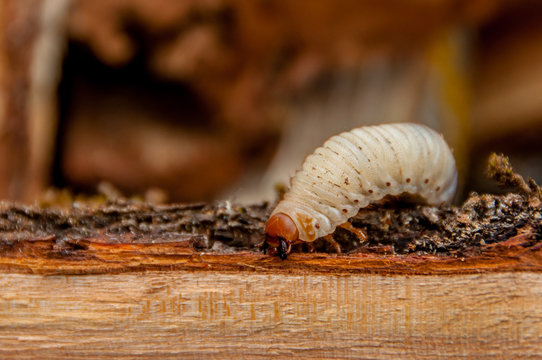 Worm on the wooden log
