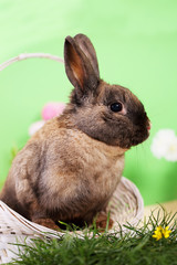 bunny in a basket