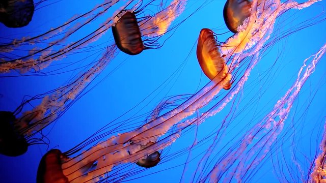 A Beautiful Group of Jellyfish (Chrysaora fuscescens) Float Through the Ocean