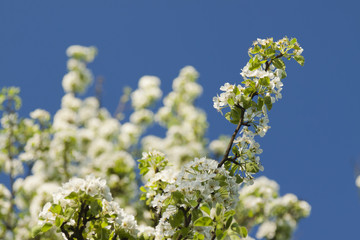 Wild Cherry Blossom