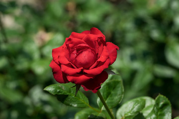 ose red vector flower single bouquet leaf realistic background illustration pink beautiful gift floral bud beauty birthday bloom blossom card celebration closeup day decoration design element garden g