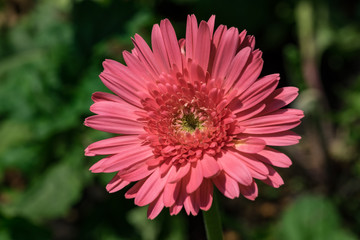 gerbera red daisy isolated background bright closeup flower nature petals white