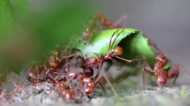 Leaf Cutter ants cutting leaves and fighting over the bounty in the Peruvian Amazon