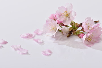 桜の花