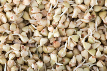 Fresh Green Buckwheat Sprouts in the spoon Closeup. Raw Healthy Vegan Organic Diet. Healthy Vegetarian Eco Food concept, Dieting