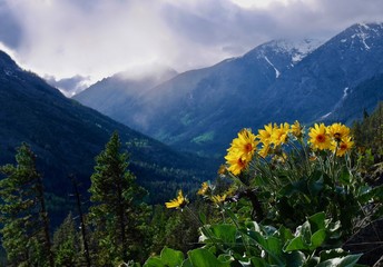 Fototapeta premium Arnica sunflowers in mountains. Cascade Mountains near Seattle and Leavernworth. Washington State. United States.