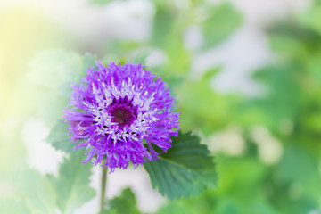 Obraz premium Lovely violet colour blossom flower Queen Anne's Thistle